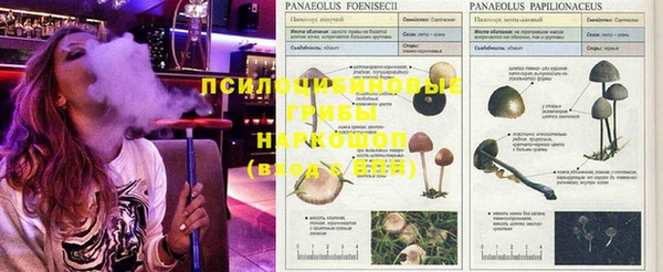 Альфа ПВП Аркадак
